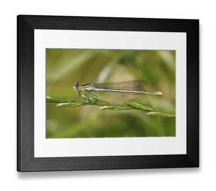 Framed Print : White-legged Damselfly -Platycnemis pennipes-, female, Huhnermoor nature reserve, North Rhine-Westphalia, Germany Framed Print : White-legged Damselfly -Platycnemis pennipes-, female, Huhnermoor nature reserve, North Rhine-Westphalia, Germany