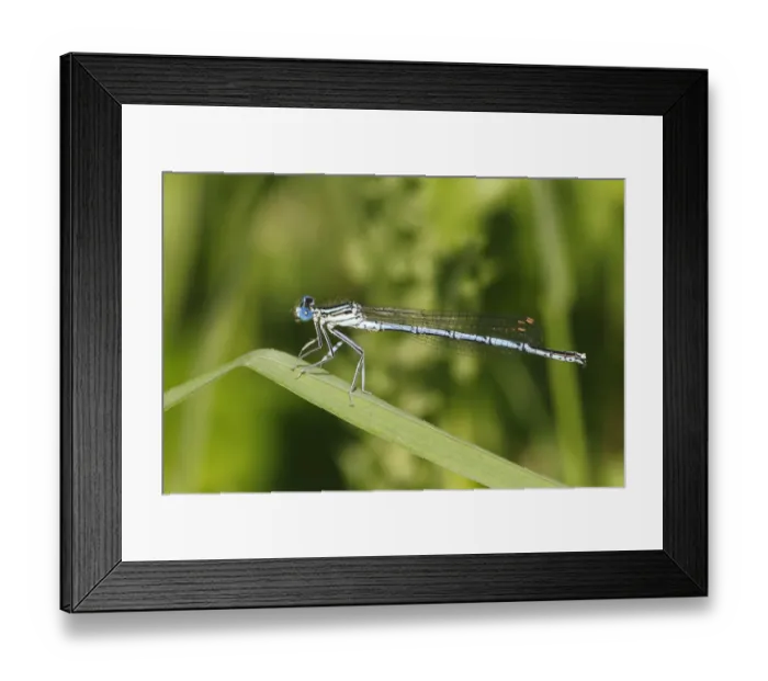 Framed Print : White-legged Damselfly -Platycnemis pennipes-, male on a blade of grass, Huhnermoor nature reserve, North Rhine-Westphalia, Germany Framed Print : White-legged Damselfly -Platycnemis pennipes-, male on a blade of grass, Huhnermoor nature reserve, North Rhine-Westphalia, Germany