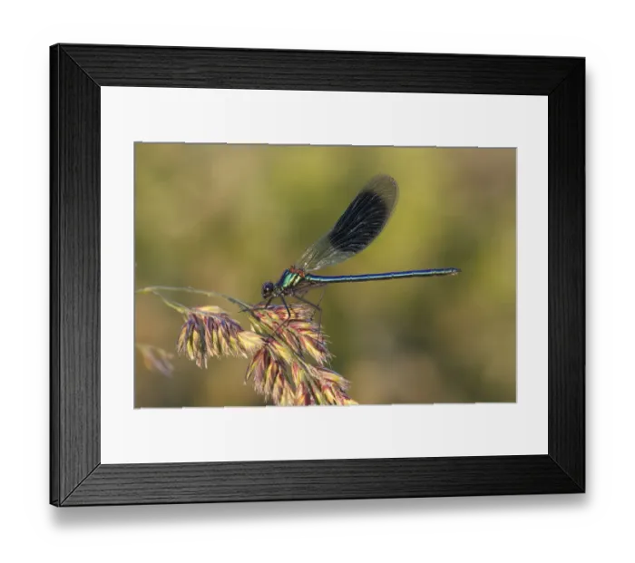 Framed Print : Banded Demoiselle or Banded Agrion -Calopteryx splendens- on a blade of grass, Huhnermoor nature reserve, North Rhine-Westphalia, Germany Framed Print : Banded Demoiselle or Banded Agrion -Calopteryx splendens- on a blade of grass, Huhnermoor nature reserve, North Rhine-Westphalia, Germany