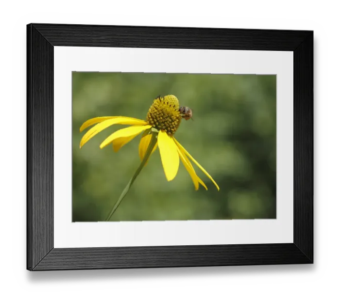 Framed Print : Honey Bee -Apis mellifera- on the flower of a Shiny Coneflower -Rudbeckia nitida- Framed Print : Honey Bee -Apis mellifera- on the flower of a Shiny Coneflower -Rudbeckia nitida-
