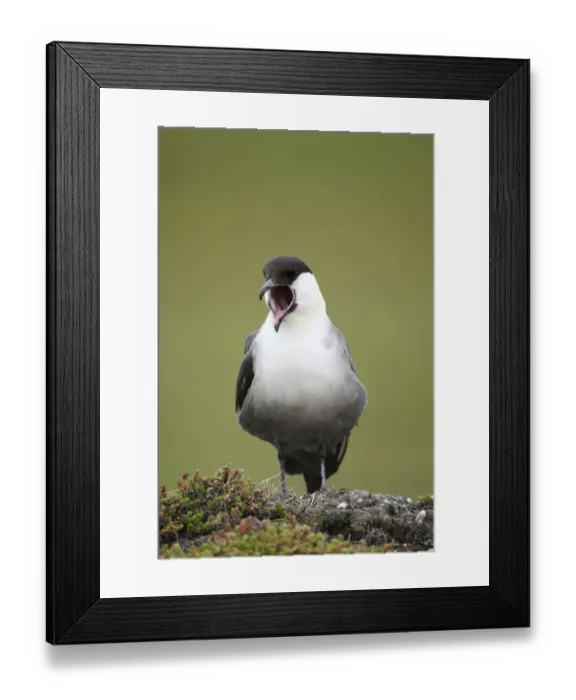 Framed Print : Long-tailed jaeger -Stercorarius longicaudus- regurgitating pellets, Tundra, Norway Framed Print : Long-tailed jaeger -Stercorarius longicaudus- regurgitating pellets, Tundra, Norway