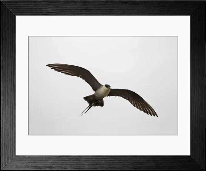 Framed Print : Long-tailed jaeger -Stercorarius longicaudus-, flying, grey skies, tundra, Norway Framed Print : Long-tailed jaeger -Stercorarius longicaudus-, flying, grey skies, tundra, Norway