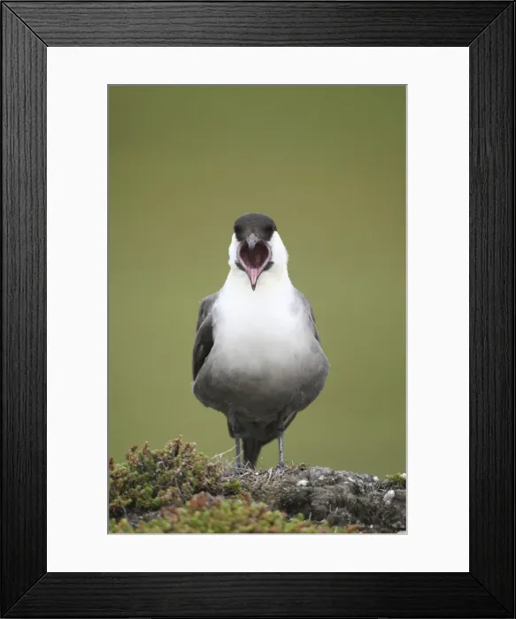 Framed Print : Long-tailed jaeger -Stercorarius longicaudus- regurgitating pellets, Tundra, Norway Framed Print : Long-tailed jaeger -Stercorarius longicaudus- regurgitating pellets, Tundra, Norway