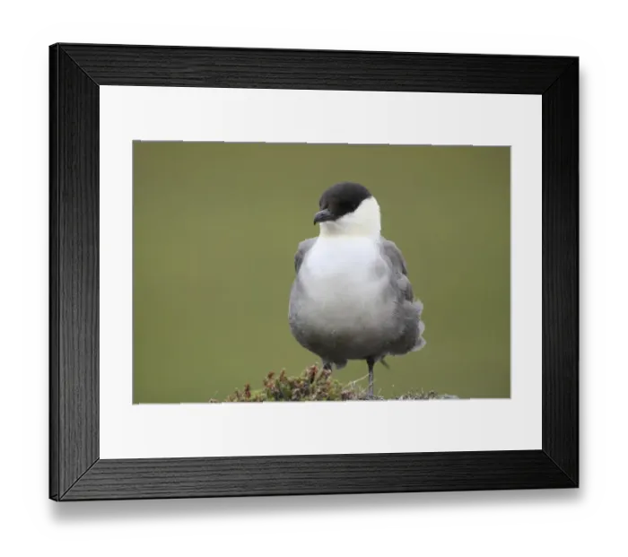 Framed Print : Long-tailed jaeger -Stercorarius longicaudus-, Tundra, Norway