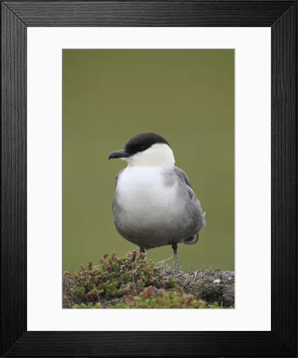 Framed Print : Long-tailed jaeger -Stercorarius longicaudus-, Tundra, Norway Framed Print : Long-tailed jaeger -Stercorarius longicaudus-, Tundra, Norway
