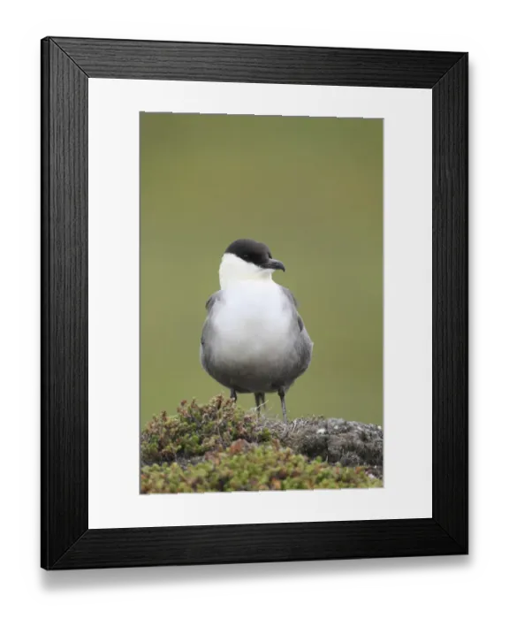 Framed Print : Long-tailed jaeger -Stercorarius longicaudus- regurgitating pellets, Tundra, Norway Framed Print : Long-tailed jaeger -Stercorarius longicaudus- regurgitating pellets, Tundra, Norway