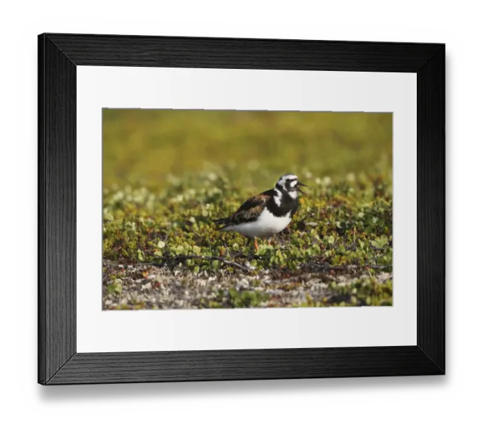 Framed Print : Ruddy Turnstone -Arenaria interpres-, Tundra, Norway Framed Print : Ruddy Turnstone -Arenaria interpres-, Tundra, Norway