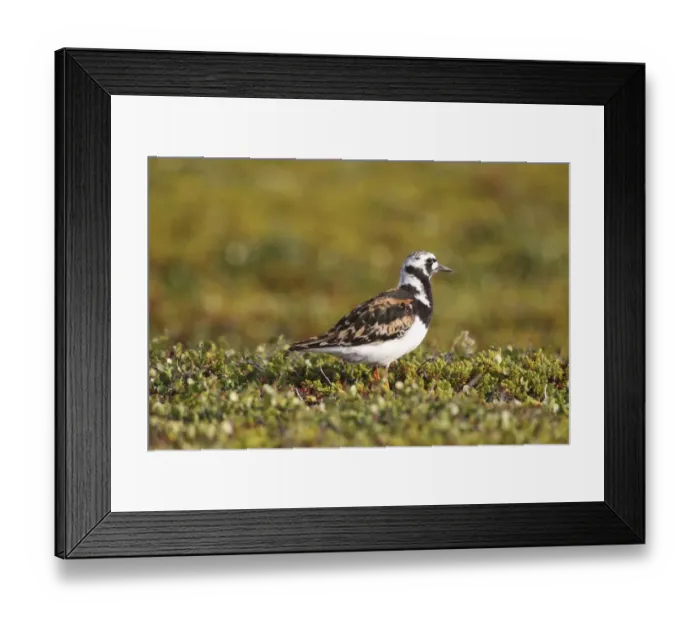 Framed Print : Ruddy Turnstone -Arenaria interpres-, Tundra, Norway Framed Print : Ruddy Turnstone -Arenaria interpres-, Tundra, Norway