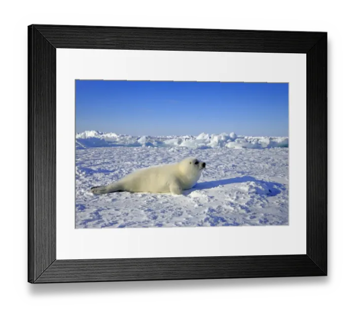 Framed Print : Harp Seal or Saddleback Seal -Pagophilus groenlandicus, Phoca groenlandica- pup on pack ice, Magdalen Islands, Gulf of Saint Lawrence, Quebec, Canada Framed Print : Harp Seal or Saddleback Seal -Pagophilus groenlandicus, Phoca groenlandica- pup on pack ice, Magdalen Islands, Gulf of Saint Lawrence, Quebec, Canada