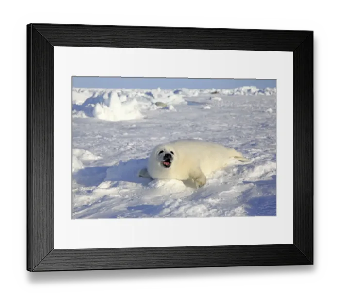 Framed Print : Harp Seal or Saddleback Seal -Pagophilus groenlandicus, Phoca groenlandica-, pup on pack ice, Magdalen Islands, Gulf of Saint Lawrence, Quebec, Canada