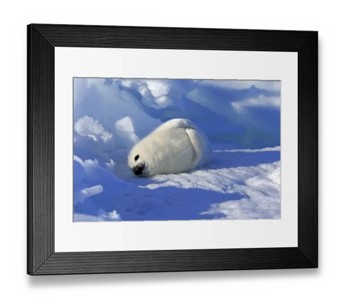 Framed Print : Harp Seal or Saddleback Seal -Pagophilus groenlandicus, Phoca groenlandica- pup on pack ice, Magdalen Islands, Gulf of Saint Lawrence, Quebec, Canada Framed Print : Harp Seal or Saddleback Seal -Pagophilus groenlandicus, Phoca groenlandica- pup on pack ice, Magdalen Islands, Gulf of Saint Lawrence, Quebec, Canada