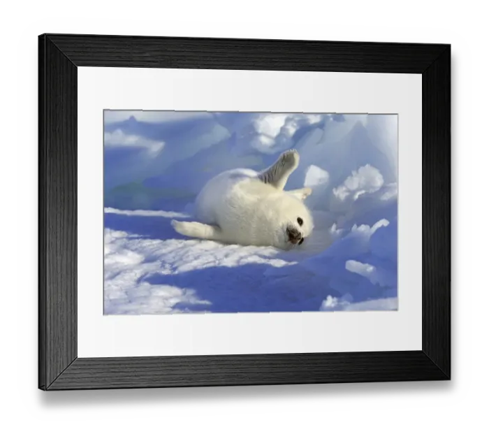 Framed Print : Harp Seal or Saddleback Seal -Pagophilus groenlandicus, Phoca groenlandica- pup on pack ice, Magdalen Islands, Gulf of Saint Lawrence, Quebec, Canada Framed Print : Harp Seal or Saddleback Seal -Pagophilus groenlandicus, Phoca groenlandica- pup on pack ice, Magdalen Islands, Gulf of Saint Lawrence, Quebec, Canada