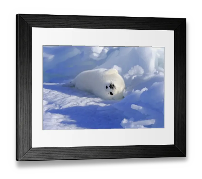 Framed Print : Harp Seal or Saddleback Seal -Pagophilus groenlandicus, Phoca groenlandica- pup on pack ice, Magdalen Islands, Gulf of Saint Lawrence, Quebec, Canada