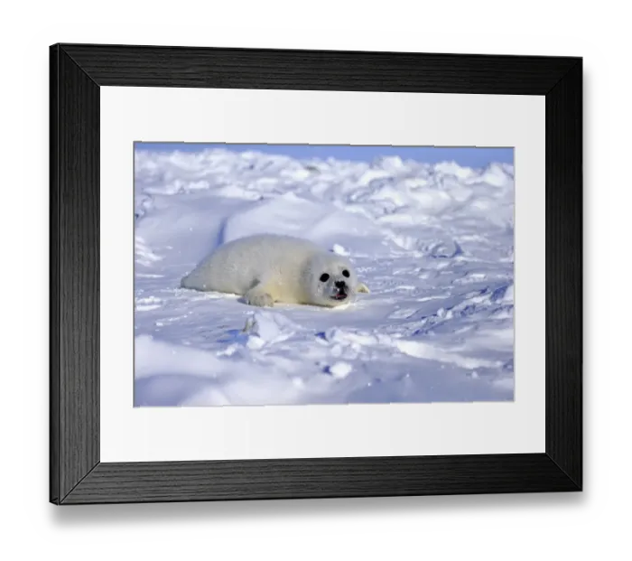 Framed Print : Harp Seal or Saddleback Seal -Pagophilus groenlandicus, Phoca groenlandica-, pup on pack ice, Magdalen Islands, Gulf of Saint Lawrence, Quebec, Canada Framed Print : Harp Seal or Saddleback Seal -Pagophilus groenlandicus, Phoca groenlandica-, pup on pack ice, Magdalen Islands, Gulf of Saint Lawrence, Quebec, Canada