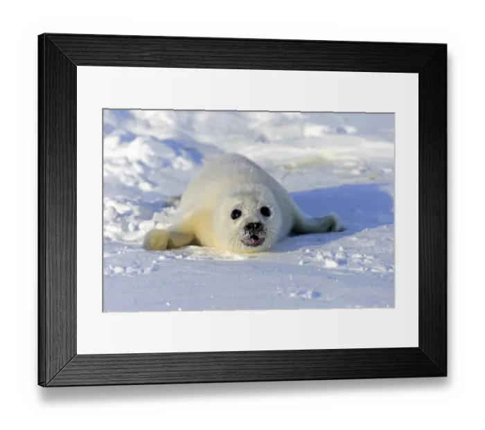 Framed Print : Harp Seal or Saddleback Seal -Pagophilus groenlandicus, Phoca groenlandica-, pup on pack ice, Magdalen Islands, Gulf of Saint Lawrence, Quebec, Canada Framed Print : Harp Seal or Saddleback Seal -Pagophilus groenlandicus, Phoca groenlandica-, pup on pack ice, Magdalen Islands, Gulf of Saint Lawrence, Quebec, Canada