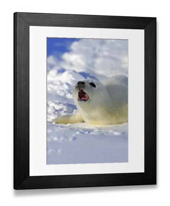 Framed Print : Harp Seal or Saddleback Seal -Pagophilus groenlandicus, Phoca groenlandica-, pup on pack ice, Magdalen Islands, Gulf of Saint Lawrence, Quebec, Canada