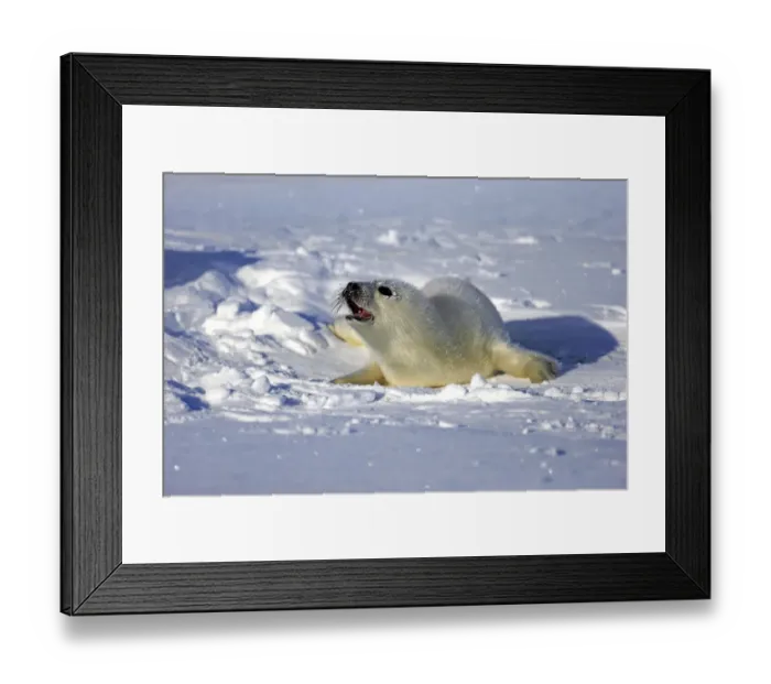 Framed Print : Harp Seal or Saddleback Seal -Pagophilus groenlandicus, Phoca groenlandica-, pup on pack ice, Magdalen Islands, Gulf of Saint Lawrence, Quebec, Canada Framed Print : Harp Seal or Saddleback Seal -Pagophilus groenlandicus, Phoca groenlandica-, pup on pack ice, Magdalen Islands, Gulf of Saint Lawrence, Quebec, Canada