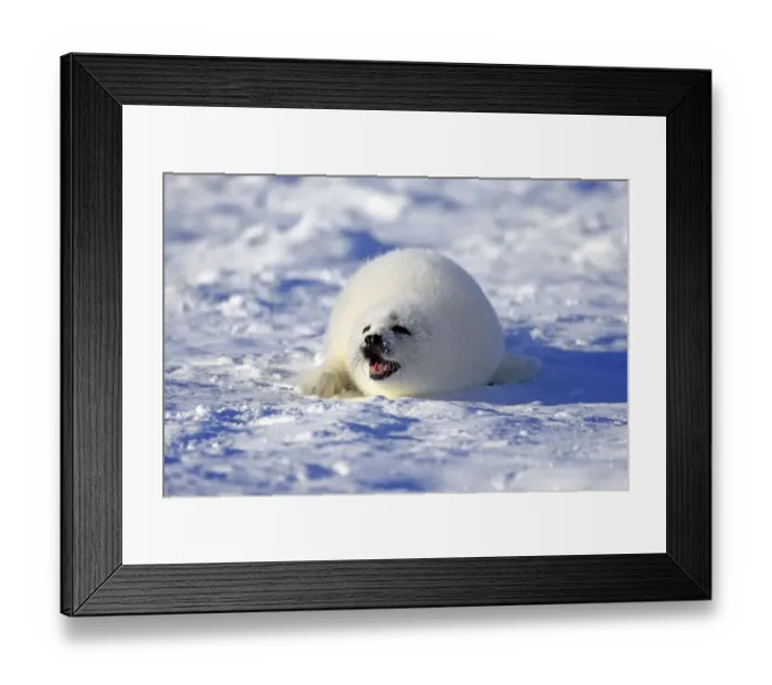 Framed Print : Harp Seal or Saddleback Seal -Pagophilus groenlandicus, Phoca groenlandica-, pup on pack ice, Magdalen Islands, Gulf of Saint Lawrence, Quebec, Canada Framed Print : Harp Seal or Saddleback Seal -Pagophilus groenlandicus, Phoca groenlandica-, pup on pack ice, Magdalen Islands, Gulf of Saint Lawrence, Quebec, Canada