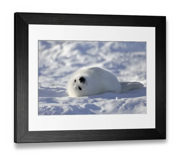 Framed Print : Harp Seal or Saddleback Seal -Pagophilus groenlandicus, Phoca groenlandica- pup on pack ice, Magdalen Islands, Gulf of Saint Lawrence, Quebec, Canada Framed Print : Harp Seal or Saddleback Seal -Pagophilus groenlandicus, Phoca groenlandica- pup on pack ice, Magdalen Islands, Gulf of Saint Lawrence, Quebec, Canada