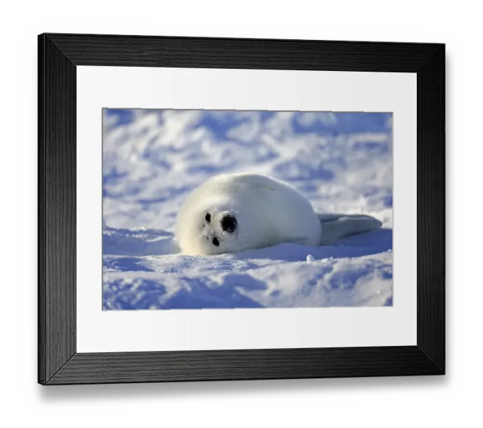 Framed Print : Harp Seal or Saddleback Seal -Pagophilus groenlandicus, Phoca groenlandica- pup on pack ice, Magdalen Islands, Gulf of Saint Lawrence, Quebec, Canada Framed Print : Harp Seal or Saddleback Seal -Pagophilus groenlandicus, Phoca groenlandica- pup on pack ice, Magdalen Islands, Gulf of Saint Lawrence, Quebec, Canada