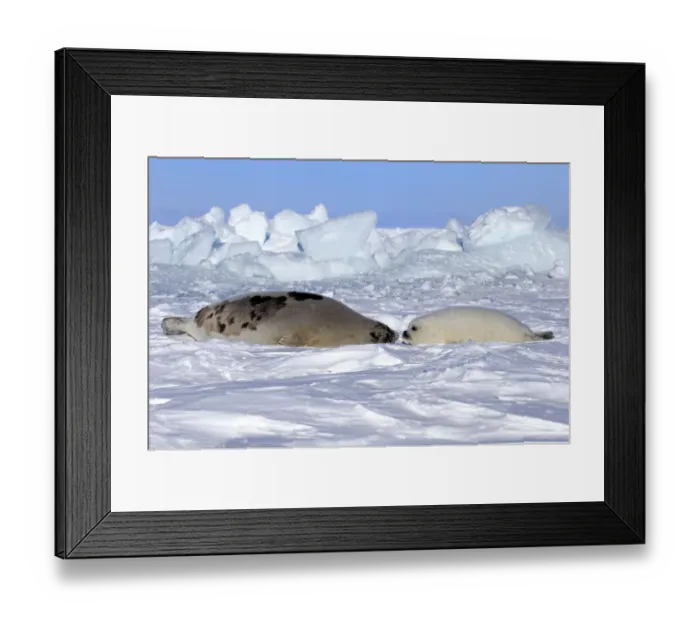 Framed Print : Harp Seal or Saddleback Seal -Pagophilus groenlandicus, Phoca groenlandica-, adult female with pup on pack ice, Magdalen Islands, Gulf of Saint Lawrence, Quebec, Canada Framed Print : Harp Seal or Saddleback Seal -Pagophilus groenlandicus, Phoca groenlandica-, adult female with pup on pack ice, Magdalen Islands, Gulf of Saint Lawrence, Quebec, Canada