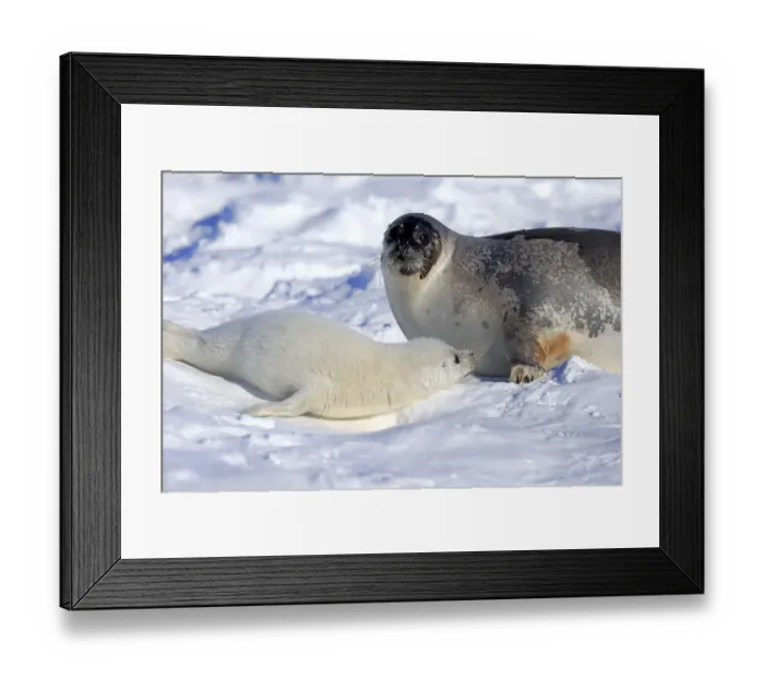Framed Print : Harp Seal or Saddleback Seal -Pagophilus groenlandicus, Phoca groenlandica-, adult female with pup on pack ice, Magdalen Islands, Gulf of Saint Lawrence, Quebec, Canada Framed Print : Harp Seal or Saddleback Seal -Pagophilus groenlandicus, Phoca groenlandica-, adult female with pup on pack ice, Magdalen Islands, Gulf of Saint Lawrence, Quebec, Canada