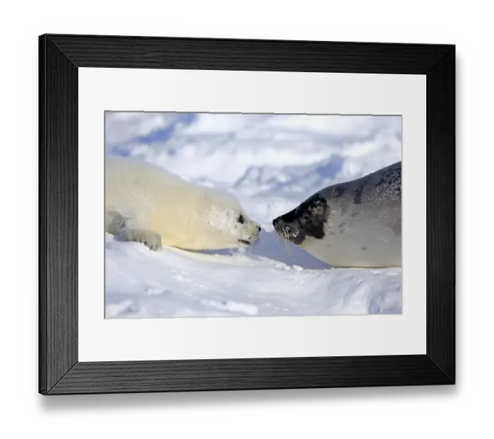 Framed Print : Harp Seal or Saddleback Seal -Pagophilus groenlandicus, Phoca groenlandica-, adult female with pup on pack ice, Magdalen Islands, Gulf of Saint Lawrence, Quebec, Canada Framed Print : Harp Seal or Saddleback Seal -Pagophilus groenlandicus, Phoca groenlandica-, adult female with pup on pack ice, Magdalen Islands, Gulf of Saint Lawrence, Quebec, Canada