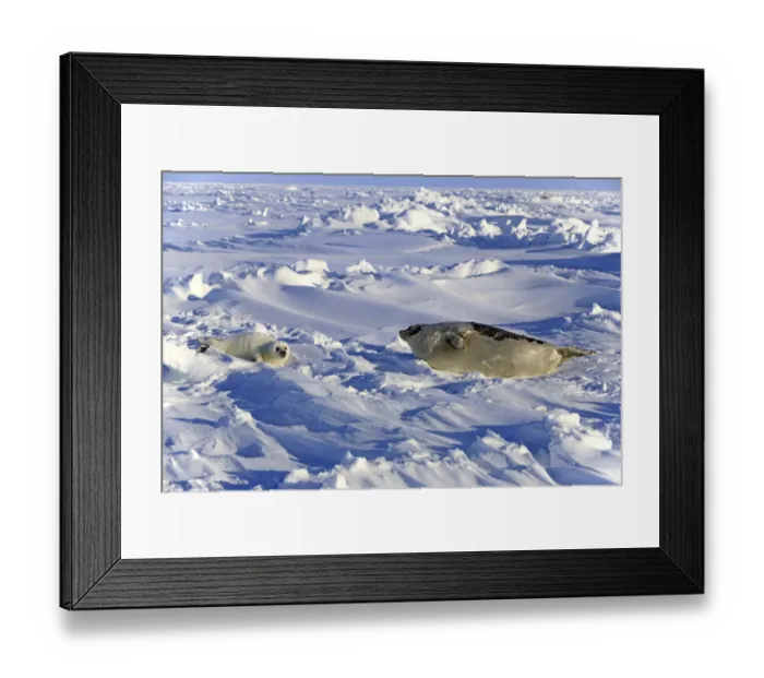 Framed Print : Harp Seal or Saddleback Seal -Pagophilus groenlandicus, Phoca groenlandica-, adult female with pup on pack ice, Magdalen Islands, Gulf of Saint Lawrence, Quebec, Canada Framed Print : Harp Seal or Saddleback Seal -Pagophilus groenlandicus, Phoca groenlandica-, adult female with pup on pack ice, Magdalen Islands, Gulf of Saint Lawrence, Quebec, Canada