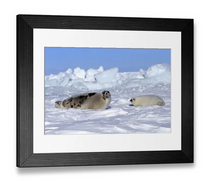 Framed Print : Harp Seal or Saddleback Seal -Pagophilus groenlandicus, Phoca groenlandica-, adult female with pup on pack ice, Magdalen Islands, Gulf of Saint Lawrence, Quebec, Canada