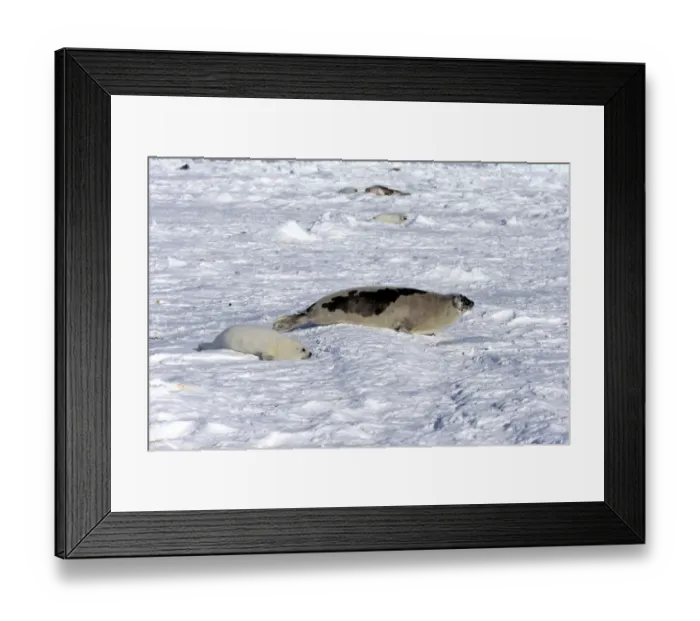 Framed Print : Harp Seal or Saddleback Seal -Pagophilus groenlandicus, Phoca groenlandica-, adult female with pup on pack ice, Magdalen Islands, Gulf of Saint Lawrence, Quebec, Canada Framed Print : Harp Seal or Saddleback Seal -Pagophilus groenlandicus, Phoca groenlandica-, adult female with pup on pack ice, Magdalen Islands, Gulf of Saint Lawrence, Quebec, Canada
