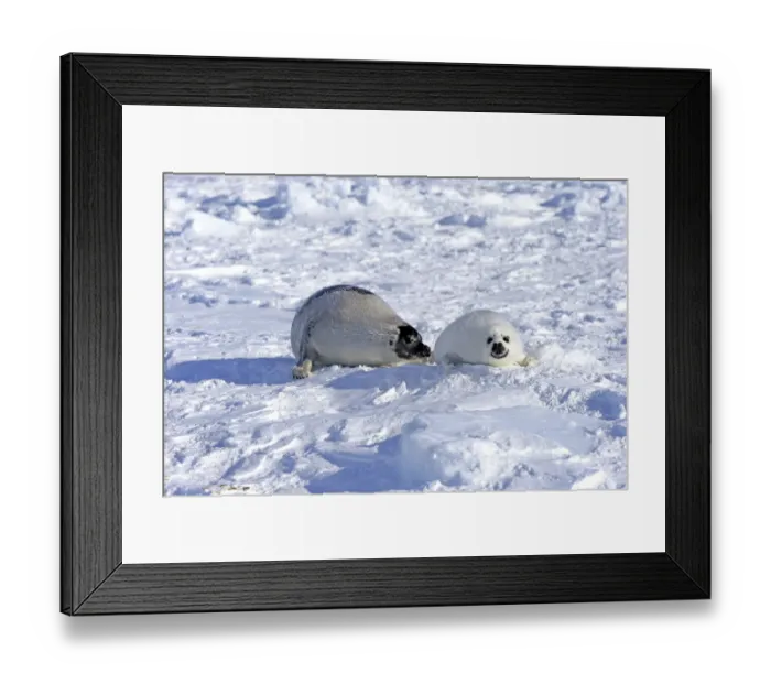 Framed Print : Harp Seal or Saddleback Seal -Pagophilus groenlandicus, Phoca groenlandica-, adult female with pup on pack ice, Magdalen Islands, Gulf of Saint Lawrence, Quebec, Canada Framed Print : Harp Seal or Saddleback Seal -Pagophilus groenlandicus, Phoca groenlandica-, adult female with pup on pack ice, Magdalen Islands, Gulf of Saint Lawrence, Quebec, Canada