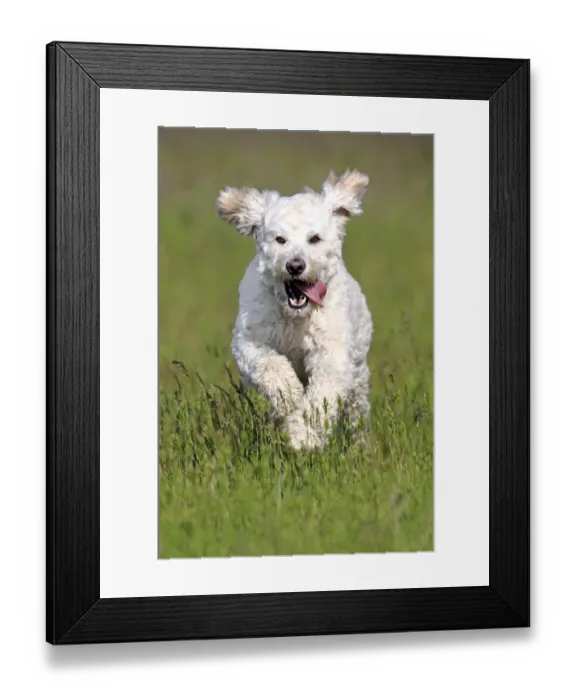 Framed Print : Labradoodle, adult, male, running on grass, Germany Framed Print : Labradoodle, adult, male, running on grass, Germany