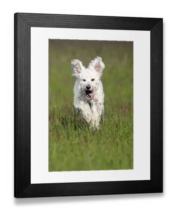 Framed Print : Labradoodle, adult, male, running on grass, Germany Framed Print : Labradoodle, adult, male, running on grass, Germany