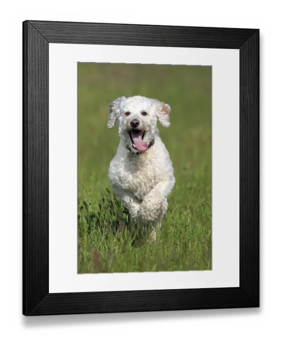 Framed Print : Labradoodle, adult, male, running on grass, Germany Framed Print : Labradoodle, adult, male, running on grass, Germany