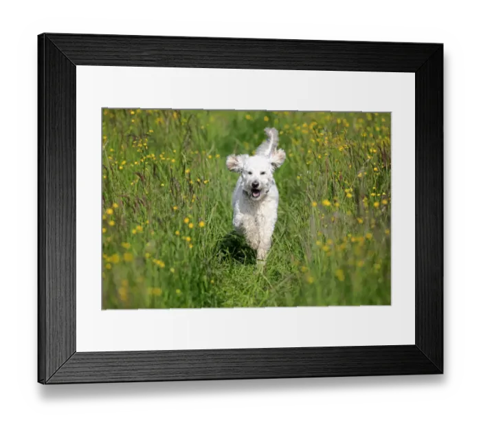 Framed Print : Labradoodle, adult, male, running on grass, Germany Framed Print : Labradoodle, adult, male, running on grass, Germany