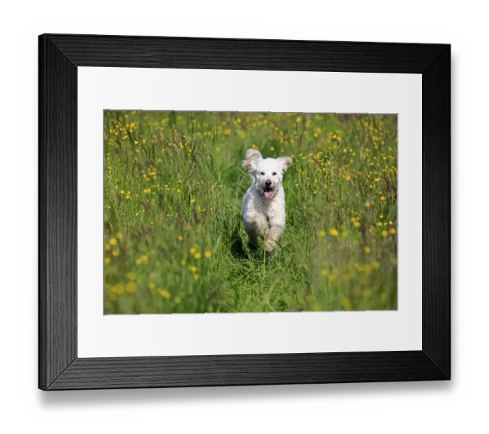Framed Print : Labradoodle, adult, male, running on grass, Germany Framed Print : Labradoodle, adult, male, running on grass, Germany