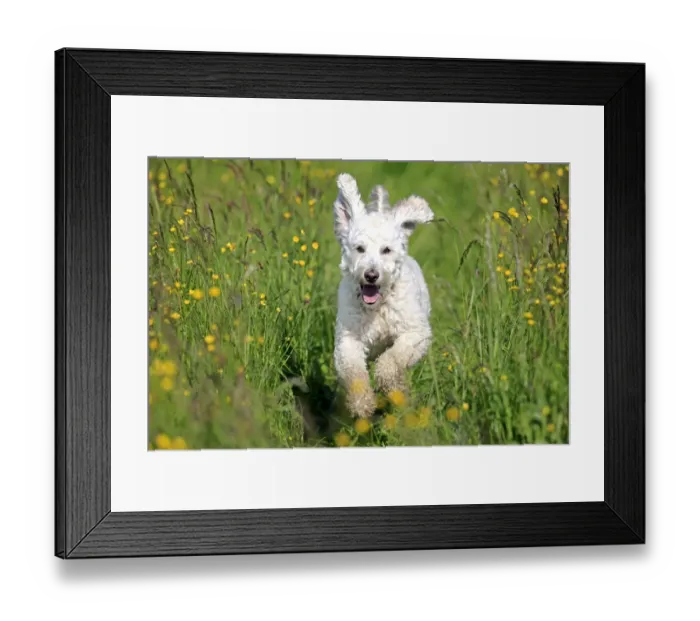 Framed Print : Labradoodle, adult, male, running on grass, Germany Framed Print : Labradoodle, adult, male, running on grass, Germany