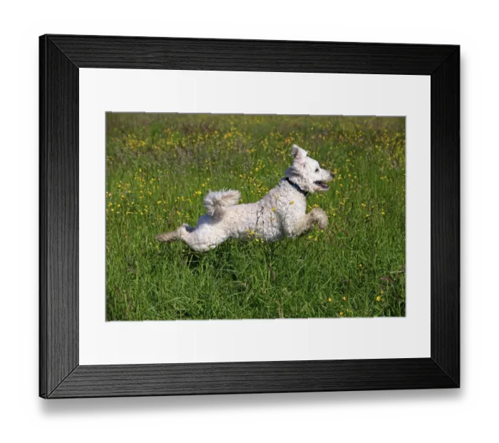 Framed Print : Labradoodle, adult, male, running on grass, Germany Framed Print : Labradoodle, adult, male, running on grass, Germany