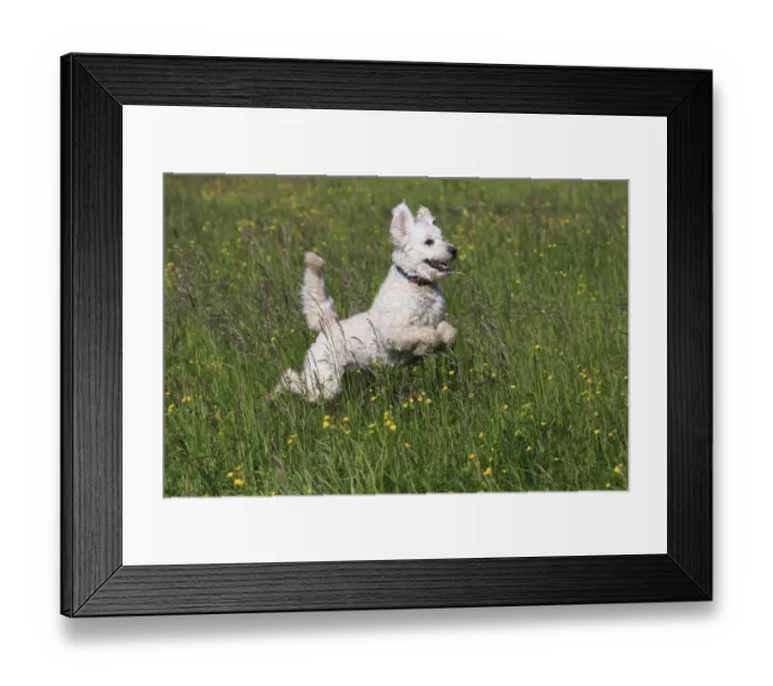 Framed Print : Labradoodle, adult, male, running on grass, Germany Framed Print : Labradoodle, adult, male, running on grass, Germany
