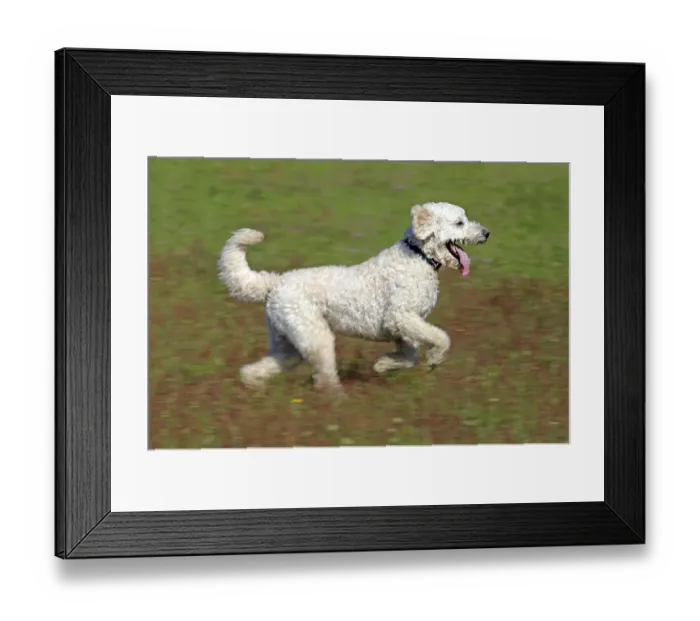 Framed Print : Labradoodle, adult, male, running on grass, Germany Framed Print : Labradoodle, adult, male, running on grass, Germany