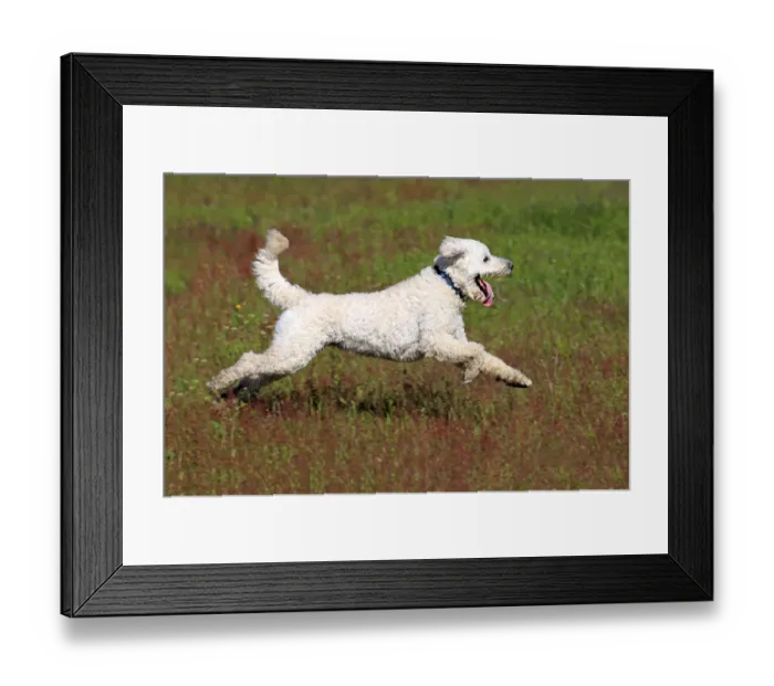 Framed Print : Labradoodle, adult, male, running on grass, Germany Framed Print : Labradoodle, adult, male, running on grass, Germany