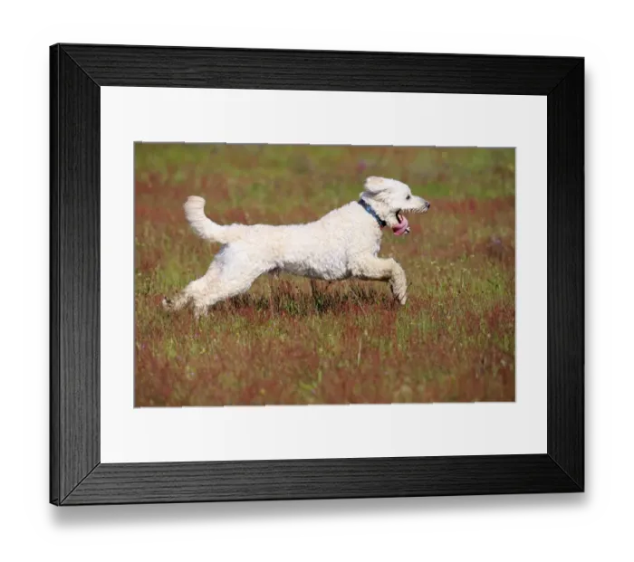 Framed Print : Labradoodle, adult, male, running on grass, Germany Framed Print : Labradoodle, adult, male, running on grass, Germany