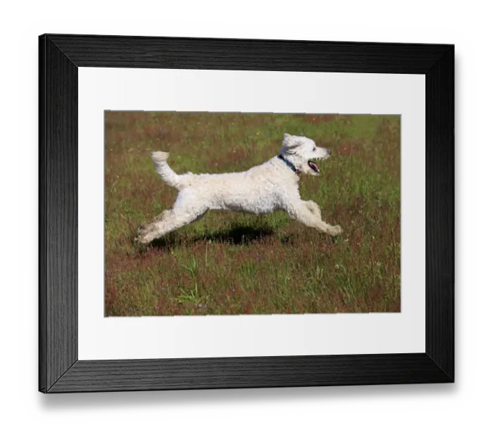Framed Print : Labradoodle, adult, male, running on grass, Germany Framed Print : Labradoodle, adult, male, running on grass, Germany
