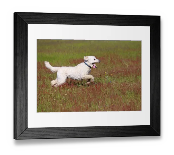 Framed Print : Labradoodle, adult, male, running on grass, Germany Framed Print : Labradoodle, adult, male, running on grass, Germany