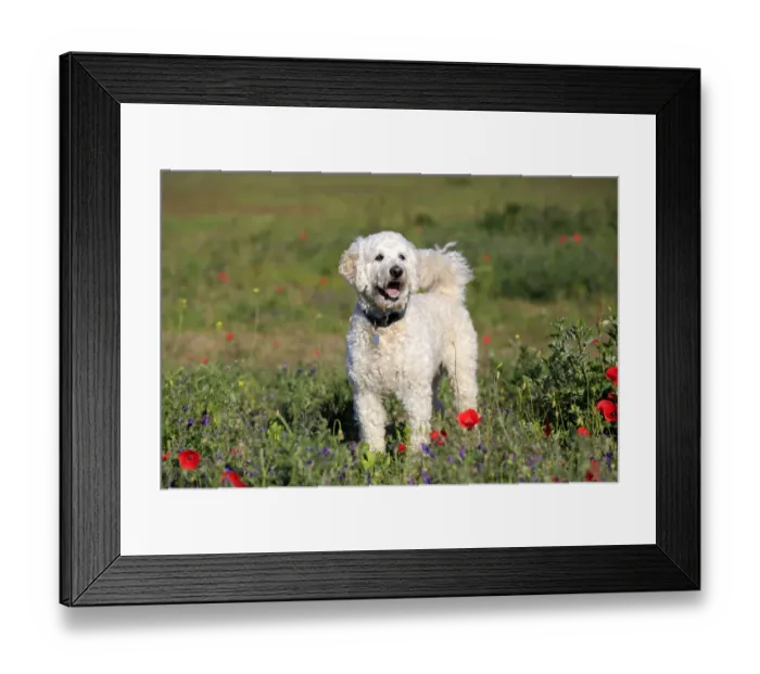 Framed Print : Labradoodle, adult, male, on meadow, Germany Framed Print : Labradoodle, adult, male, on meadow, Germany