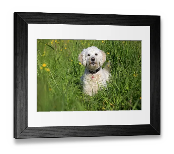 Framed Print : Labradoodle, adult, male, on meadow, Germany Framed Print : Labradoodle, adult, male, on meadow, Germany