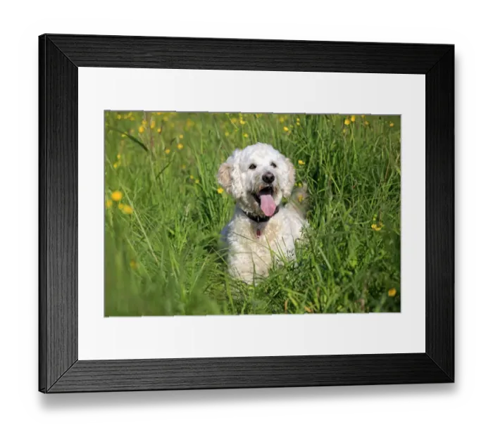 Framed Print : Labradoodle, adult, male, on meadow, Germany Framed Print : Labradoodle, adult, male, on meadow, Germany