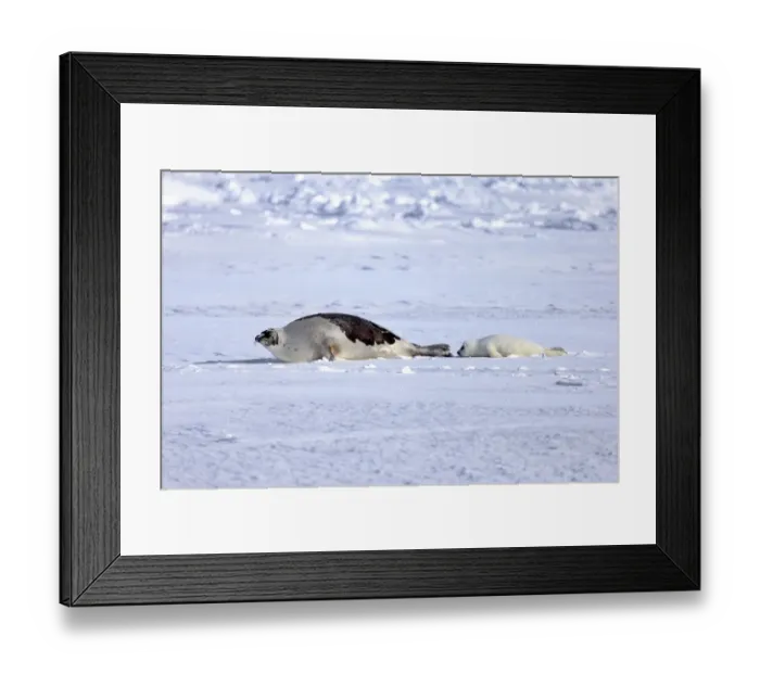 Framed Print : Harp Seal or Saddleback Seal -Pagophilus groenlandicus, Phoca groenlandica-, adult female with pup on pack ice, Magdalen Islands, Gulf of Saint Lawrence, Quebec, Canada Framed Print : Harp Seal or Saddleback Seal -Pagophilus groenlandicus, Phoca groenlandica-, adult female with pup on pack ice, Magdalen Islands, Gulf of Saint Lawrence, Quebec, Canada