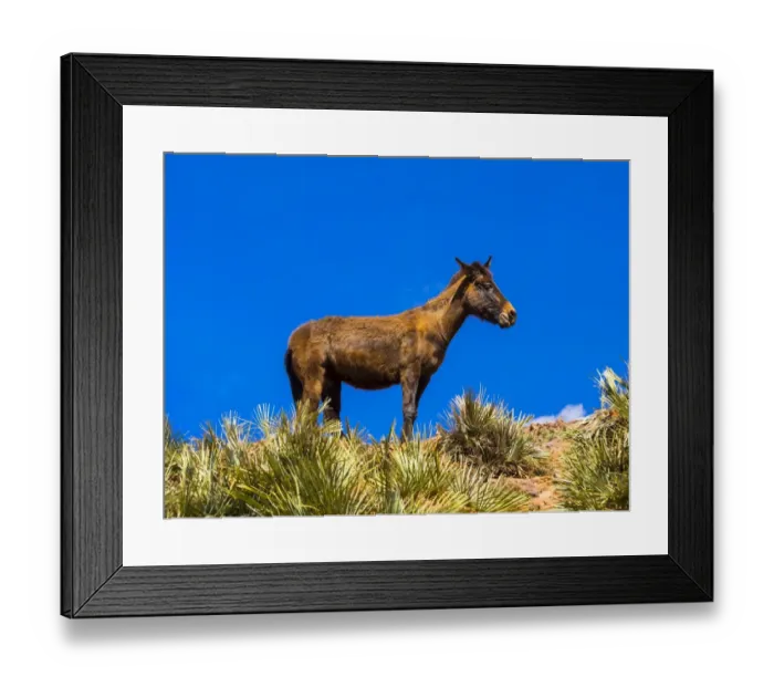 Framed Print : Horse on a path in the Atlas Mountains, Anammer, Ourika Valley, Marrakech-Tensift-Al Haouz, Morocco Framed Print : Horse on a path in the Atlas Mountains, Anammer, Ourika Valley, Marrakech-Tensift-Al Haouz, Morocco