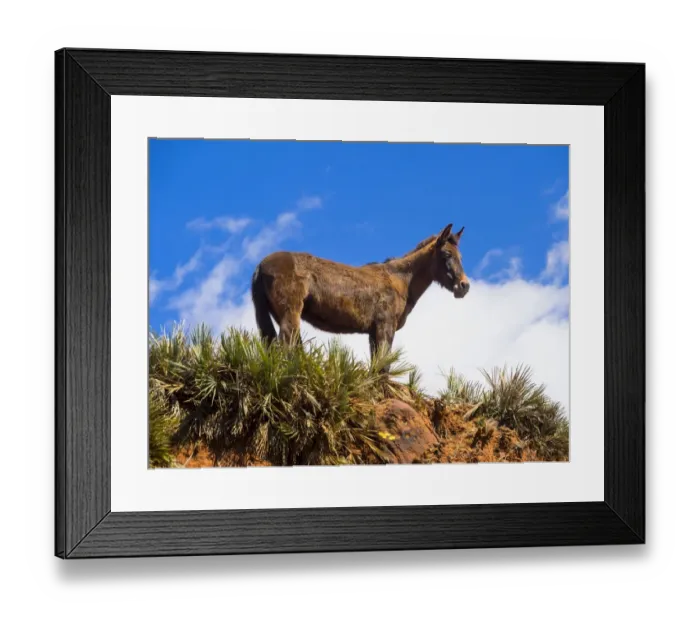 Framed Print : Horse on a path in the Atlas Mountains, Anammer, Ourika Valley, Marrakech-Tensift-Al Haouz, Morocco Framed Print : Horse on a path in the Atlas Mountains, Anammer, Ourika Valley, Marrakech-Tensift-Al Haouz, Morocco